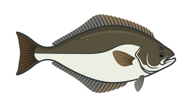 Atlantic Halibut Marine Life Illustration for Seafood Restaurant Menu Flatfish Graphic Element on White Background