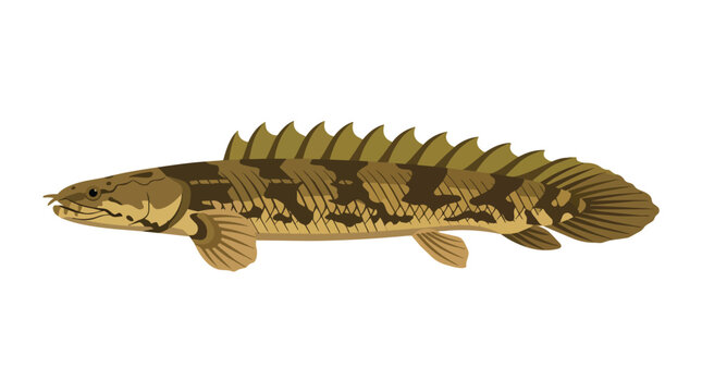 Polypterus Ornate Bichir Fish Isolated Illustration with Detailed Camouflage Pattern for Aquatic Wildlife and Nature Lov