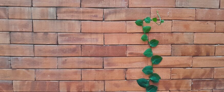 Minimalist green creeper plant climbing on a rustic red brick wall background, symbol of growth and resilience