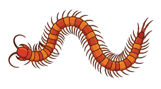 Detailed Orange Centipede Illustration with Many Legs and Segmented Body Isolated on White Background for Design