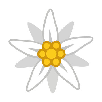 Simple white edelweiss flower icon with a yellow center for nature and mountain design projects Vector