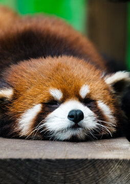 A subadult red panda sleeping soundly on a wooden plank