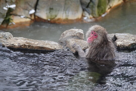 Japanese macaque relaxing in an outdoor hot spring at Jigokudani Monkey Park in Nagano, Japan