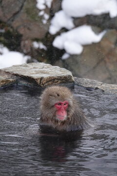 Japanese macaque soaking in an outdoor hot spring at Jigokudani Monkey Park in Nagano, Japan