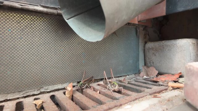 Two bush-cricket in city on grey concrete and rusty city street grates near metal drainage pipe at infestation of wart-biter bush-crickets long-winged forms in urban. Grasshopper Invasion in city