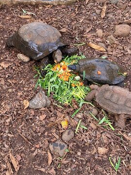 Giant tortoises enjoying a healthy meal of fresh vegetables and flowers in a natural environment