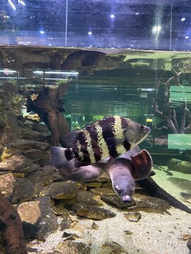 Tiger fish and exotic aquatic life swimming inside a large freshwater glass aquarium tank with rocks and natural decor