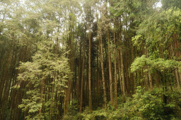 Fototapeta premium outdoor nature with trees and bridges
