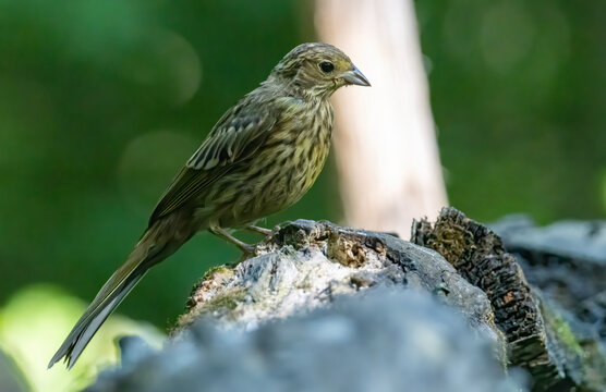 Yellowhammer (Emberiza citrinella) singing on wall