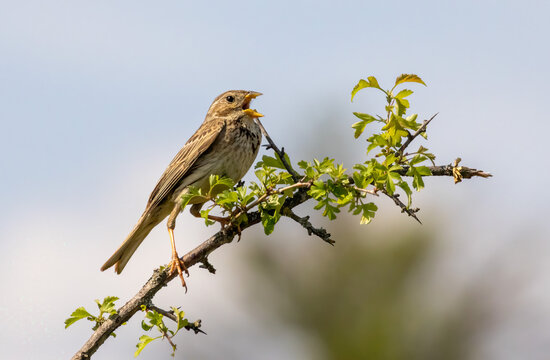 Corn Bunting in natural habitat