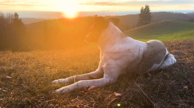 LENS FLARE: Mixed breed dog rests calmly on grassy hillside in Dolenjska, Slovenia, illuminated by warm golden sunset light. Rolling hills, colorful forest and scenic countryside during an autumn walk