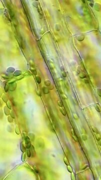 Microscope View of Plant Leaf Cells with Chloroplasts