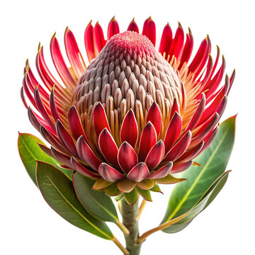 Stunning vibrant red king protea flower isolated on a clean white background for floral design projects