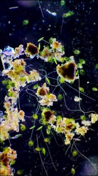 Aquatic Microfauna and Algae Among Organic Detritus