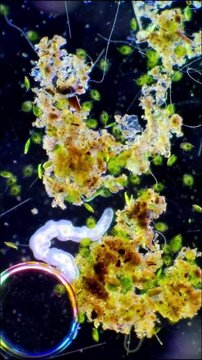 Aquatic Microfauna and Algae Among Organic Detritus