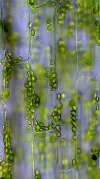 Microscope View of Plant Leaf Cells with Chloroplasts