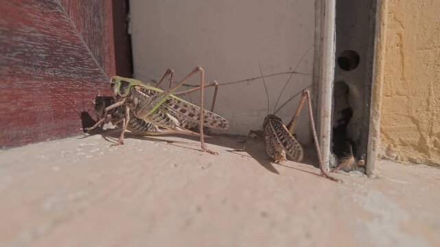 Close-up of big biter grasshoppers long-winged insects on stone threshold under door at time of massive infestation of wart-biter bush-crickets long-winged forms in urban. Grasshopper Invasion in city