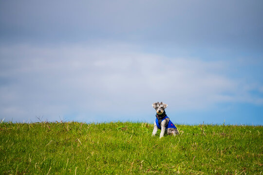 Portrait of miniature schnauzer  dog on green meadow at fall, Osaka