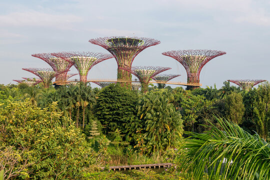 Green garden and Supertree Grove by Marina Bay, Singapore