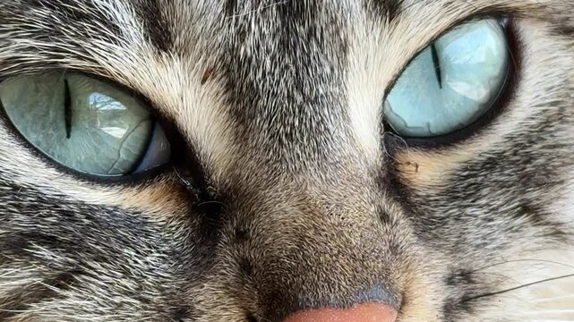 Cat eyes closeup looking intensely at camera capturing beautiful feline detail and piercing gaze in extreme macro view