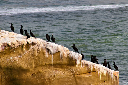 A flock of dark cormorants rests along a weathered sandstone ledge above choppy Pacific water at Sunset Cliffs in San Diego.