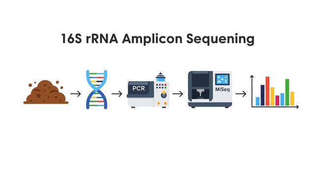 16S rRNA Amplicon Sequencing Process Diagram: Soil DNA Extraction to Data Analysis