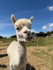 Naklejka premium Alpaca in the Alpaca farm in New Zealand