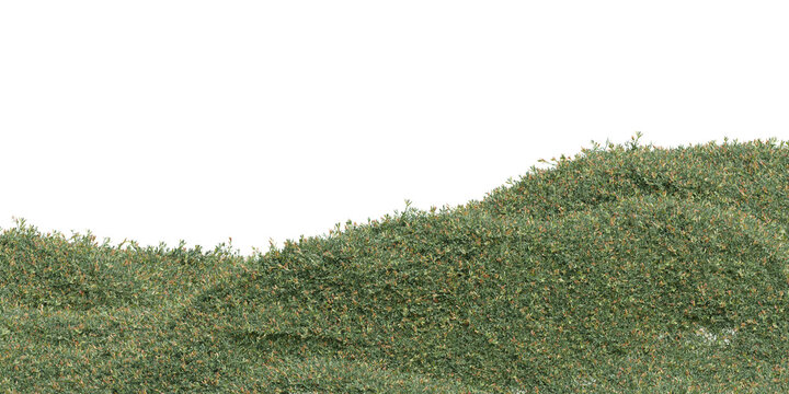 3d Field of dense green grass with tiny orange flowers, natural landscape element on transparent background
