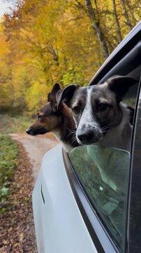 VERTICAL, CLOSE UP: Cute dogs looking from a car window while traveling through a golden autumn forest. Jurney along a winding rural road surrounded by vibrant foliage in a fall season in Slovenia.