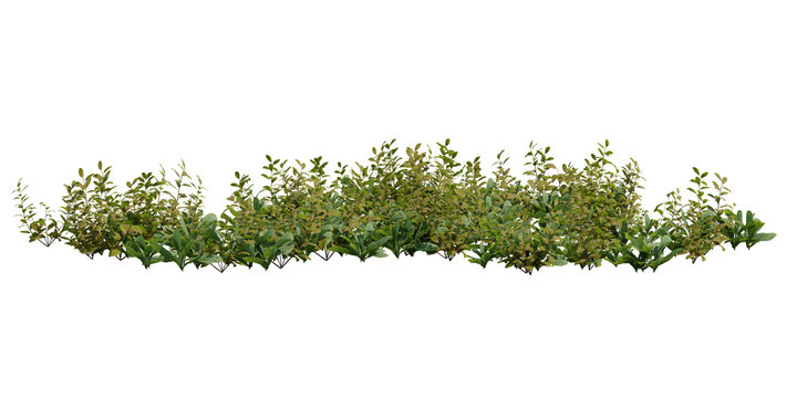 3d Isolated row of green bushes with small yellow flowers, natural ground cover element on transparent background