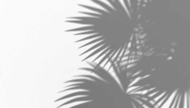 Natural shadow overlay of palm leaves, creating a tropical atmosphere, perfect for graphic design elements, background textures, or summer-themed visuals