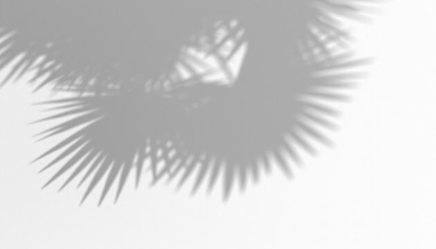 Overlay shadow of palm leaves on a light gray surface, creating a natural, tropical, and serene atmosphere, suitable for design backgrounds