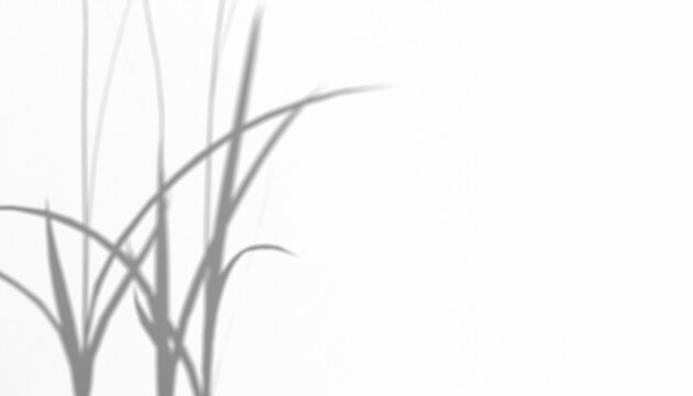 Shadow overlay of tall grass and stems casting a natural pattern on a white surface, minimalist nature element
