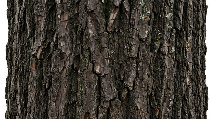 Obraz premium Close up view of rough brown tree bark texture