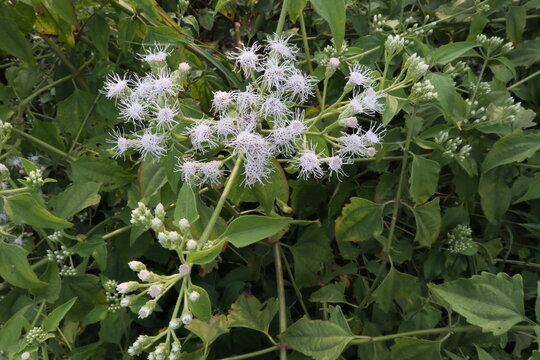 Close-up of blooming Devil Weed (Chromolaena odorata) with clusters of pale lavender flowers growing in the wild. A fast-spreading invasive and toxic weed commonly found in tropical regions, photograp