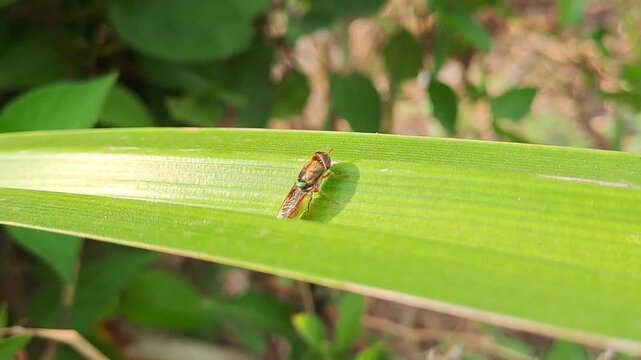 Macro close up of metallic green leafhopper insect on fresh green leaf. Natural wildlife footage in tropical forest. Detail texture and nature background concept.
