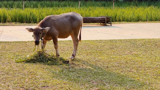 Domestic water buffalo eating fresh grass beside a rice field in warm daylight, showing rural farming, livestock care, and traditional agriculture.