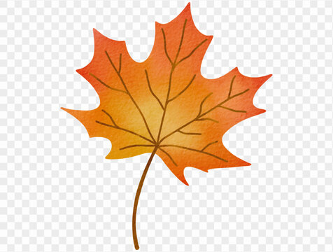 Watercolor maple leaf autumn foliage illustration Vector.