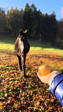 VERTICAL, CLOSE UP, DOF, FPV: Person feeding an apple to a dark brown horse in a sunny autumn meadow. Grazing stallion, fallen leaves, green grass and forest trees in scenic Slovenian countryside.
