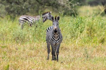 Obraz premium Zebra standing in African savannah grassland looking forward