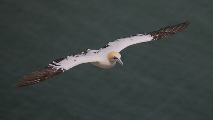 Fototapeta premium An immature Northern Gannet,Morus bassanus, glides head-on into the wind with wide wings fully extended over a calm, neutral ocean horizon backdrop.