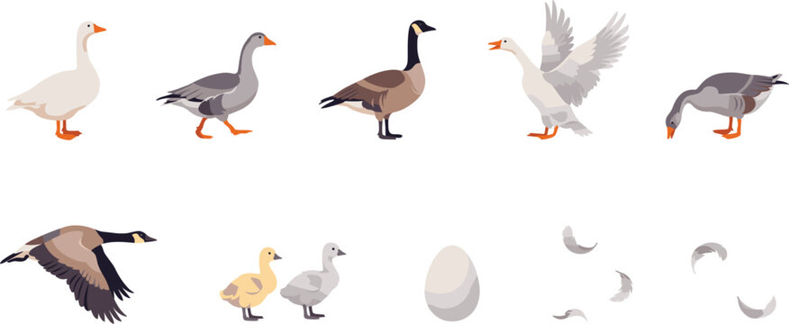 Goose and Canada Geese Vector Character Set with Flapping Wings, Flying Pose, Goslings, Egg, and Feathers for Farm Nature Designs