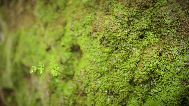 Green moss and ferns growing on a textured stone wall 4K video
