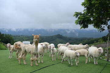 Fototapeta premium A group of sheep and a single alpaca stand on a grassy hill with a misty mountainous landscape in the background under a cloudy sky.