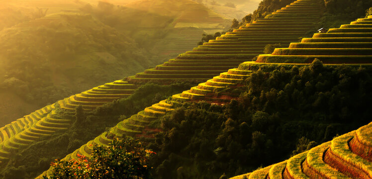 Golden rice terraces of Mu Cang Chai, Vietnam, glowing at harvest season. A breathtaking masterpiece of nature.