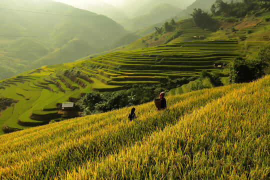 Golden rice terraces of Mu Cang Chai, Vietnam, glowing at harvest season. A breathtaking masterpiece of nature.