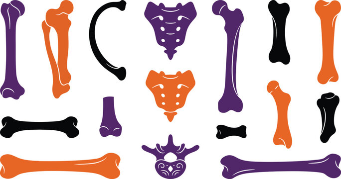 Colorful vector skeleton bones illustration isolated on transparent background, isolated on white background, Vector