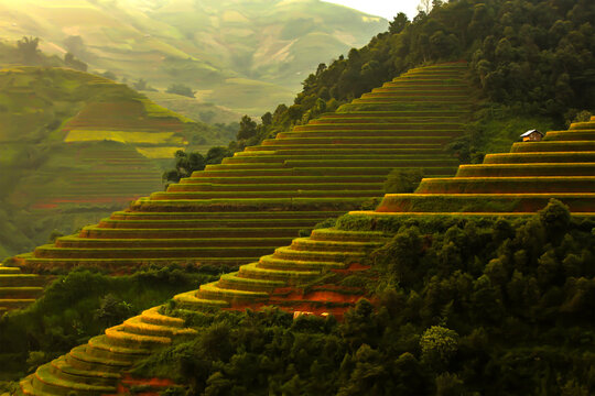 Golden rice terraces of Mu Cang Chai, Vietnam, glowing at harvest season. A breathtaking masterpiece of nature.