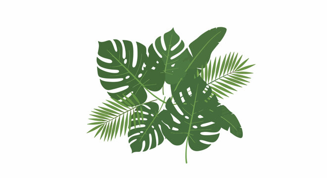 Close up of a healthy green monstera leaf plant.