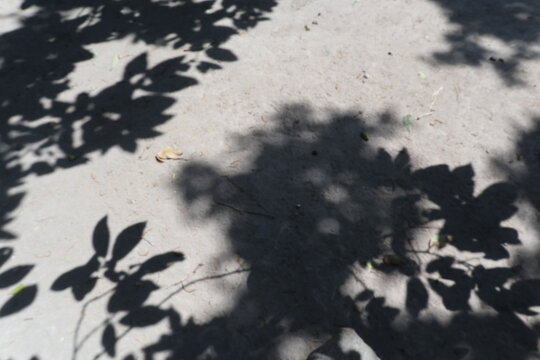 Tree branches and leaves casting natural shadows on the ground in a rural yard in Java, Indonesia. Minimalist abstract pattern created by sunlight filtering through foliage.